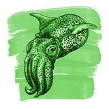 Anderillium Ink Cephalopod Bobtail Squid Green