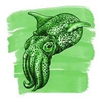 Anderillium Ink Cephalopod Bobtail Squid Green